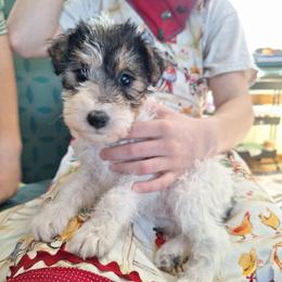 Wanda - White black and tan female Wire Fox Terrier puppy in Lancaster, Missouri from Missouri Meadows Farm