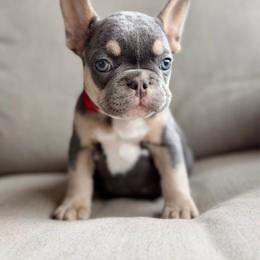 Red - Tricolors male French Bulldog puppy in Wagoner, Oklahoma from Frenchie Frys