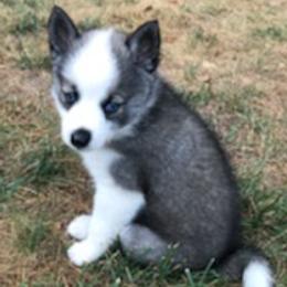 Pomskies from Krystal's Pomskies