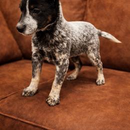 MAXX, Male 1  natural tail - Blue male Australian Cattle Dog puppy in Kalispell, Montana from BTR Australian Cattle Dogs