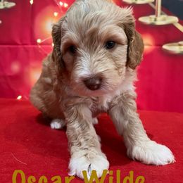 Oscar Wilde - Caramel cream male Australian Labradoodle puppy in Alamo, Texas from QuiSal Labradoodles