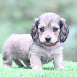 Millie - Red female Dachshund puppy in Murray, Kentucky from Shadow Ridge Farms