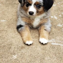 Toy Australian Shepherd Puppies from BearKat Toy Aussies