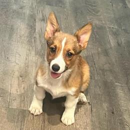 KM F1 - Sable female Pembroke Welsh Corgi puppy in Stockton, Iowa from Infinity Corgis