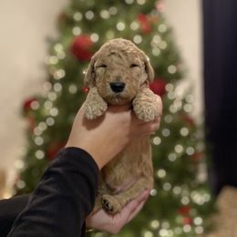 Maui - Cream Goldendoodle puppy in Los Angeles, California from Beach City Doodles