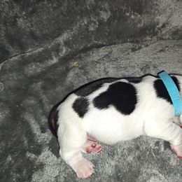 Baby blue boy - Black and white male Basset Hound puppy in Santa Rosa, California from Redwood Coast bassetts