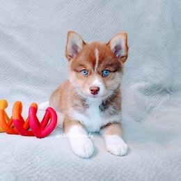 Pomsky Puppies from Chi-Town Pomsky