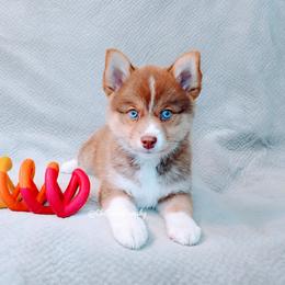 Pomsky Puppies from Chi-Town Pomsky