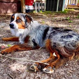 Tripp - Miniature Australian Shepherd