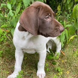 Mister Jones - Liver and white male German Shorthaired Pointer puppy in Hot Springs, Virginia from Thunder Mountain Gun Dogs