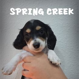 Spot - Piebald male Dachshund puppy in West Plains, Missouri from Spring Creek Dachshunds