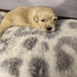 Kenya - Fawn female Havanese puppy in Trinity, Alabama from Tooties Cuties Havanese