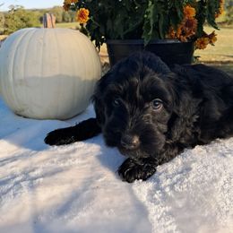 Bowser - Black male Cockapoo puppy in Mena, Arkansas from Ouachita River Cockapoos