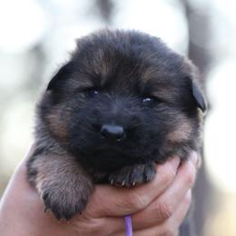 Purple Collar - Brooklyn - Sable female German Shepherd puppy in Augusta, West Virginia from Cricket Hollow Canines