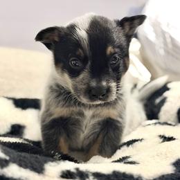 Boy 5 - male Australian Cattle Dog puppy in Pierpont, Ohio from Spotted Ewe ACDs