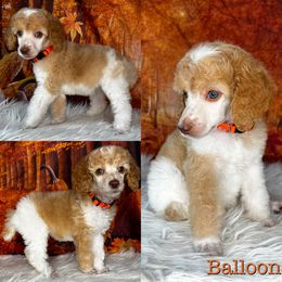 Balloon - Poodle puppy in Swansboro, North Carolina from Monarch Standard Poodles