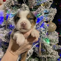 Pumpkin - Blue merle female Toy Australian Shepherd puppy in Princeton, Louisiana from Legacy Hill Aussies