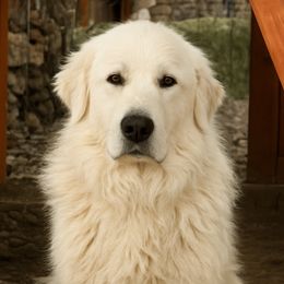 Luna - Great Pyrenees