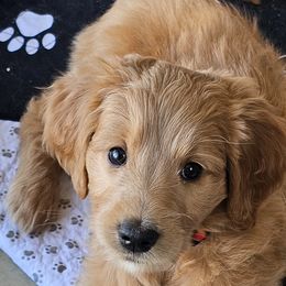 Ricotta - Goldendoodle puppy in Glenford, Ohio from Mi-De Doodles