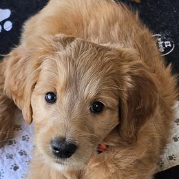 Ricotta - Goldendoodle puppy in Glenford, Ohio from Mi-De Doodles