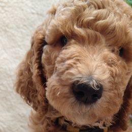 Cher - Goldendoodle puppy in Plantation, Florida from BAJAdoodles