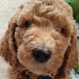 Cher - Goldendoodle puppy in Plantation, Florida from BAJAdoodles