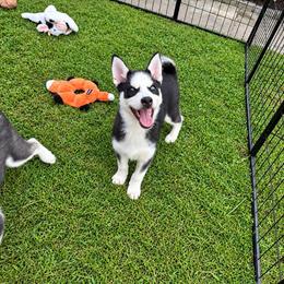 Sushi - Black and white male Pomsky puppy in Mannington Township, New Jersey from Little Husky Hutt