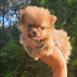 Mccoy - Blue sable male Pomeranian puppy in Smithville, Texas from Lafary Poms