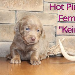 Labrador Retriever Puppies from Silver Dollar Labs