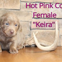 Labrador Retriever Puppies from Silver Dollar Labs