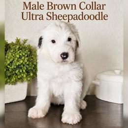 Brown  collar - Merle male Sheepadoodle puppy in Mesa, Arizona from Desert Sheepies and Doodles