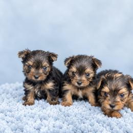 Maltese and Yorkshire Terrier Puppies from Maltese Dollhouse