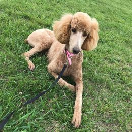 Lily - Poodle