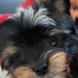 Girl 2 - Biewer Terrier puppy in Chesapeake, Virginia from Bellissima Biewers & Yorkies