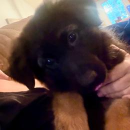 Girl 4 - Black and red female German Shepherd puppy in Carbondale, Kansas from Cunningham German Shepherds, LLC