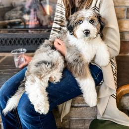 Peter - Blue merle male Aussiedoodle puppy in Arlington, Washington from Doodle Love Laugh