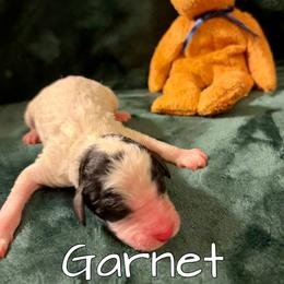 Garnet - Black and white male Aussiedoodle puppy in Gresham, Oregon from Daisys Doodles