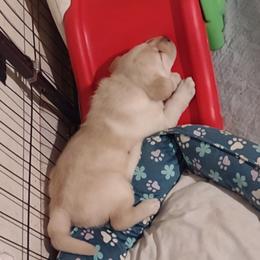 Labrador Retriever puppies from Westlane Dogs