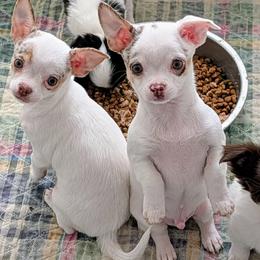 Leo - Chocolate and white male Chihuahua puppy in Leominster, Massachusetts from House of Lil  Paw