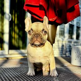 Mr. Nibble - Fawn male French Bulldog puppy in Gurnee, Illinois from Le Luxe Frenchies