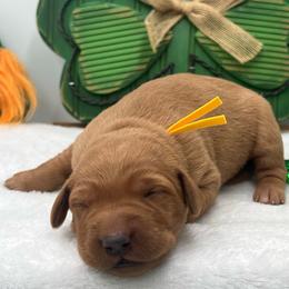 Yellow - Yellow female Labrador Retriever puppy in Heath Springs, South Carolina from Rich Hill Retrievers