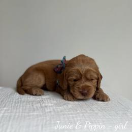 Breezy - Caramel female Australian Labradoodle puppy in Belding, Michigan from Rutu Australian Labradoodles