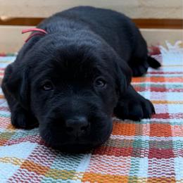 Red - Black male Labrador Retriever puppy in Heath Springs, South Carolina from Rich Hill Retrievers