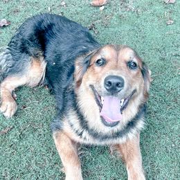 Charley - Golden Mountain Dog