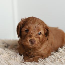 Green - Caramel red male Australian Labradoodle puppy in Williamstown, New York from Lewis Manor Labradoodles