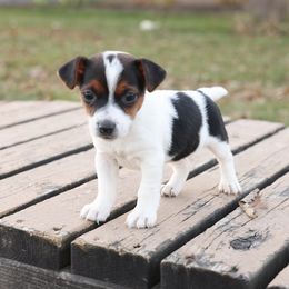 Diamond - Tri-color female Jack Russell Terrier puppy in West Bend, Iowa from Blue Skies Terriers