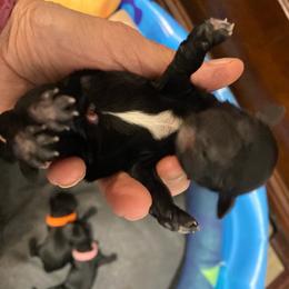 Delilah - Black female Schnoodle puppy in Temple, Texas from Schnauzers Of Taylor