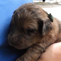 G.T. - Brown male Pyredoodle puppy in Prescott, Washington from Washington Pyredoodles