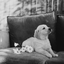 Golden Retriever Puppies from Rosemary Goldens
