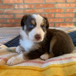 Nutmeg [Red Tri Male, with Tail] - Miniature Australian Shepherd puppy from Starry-Eyed Mini Aussies with Tails